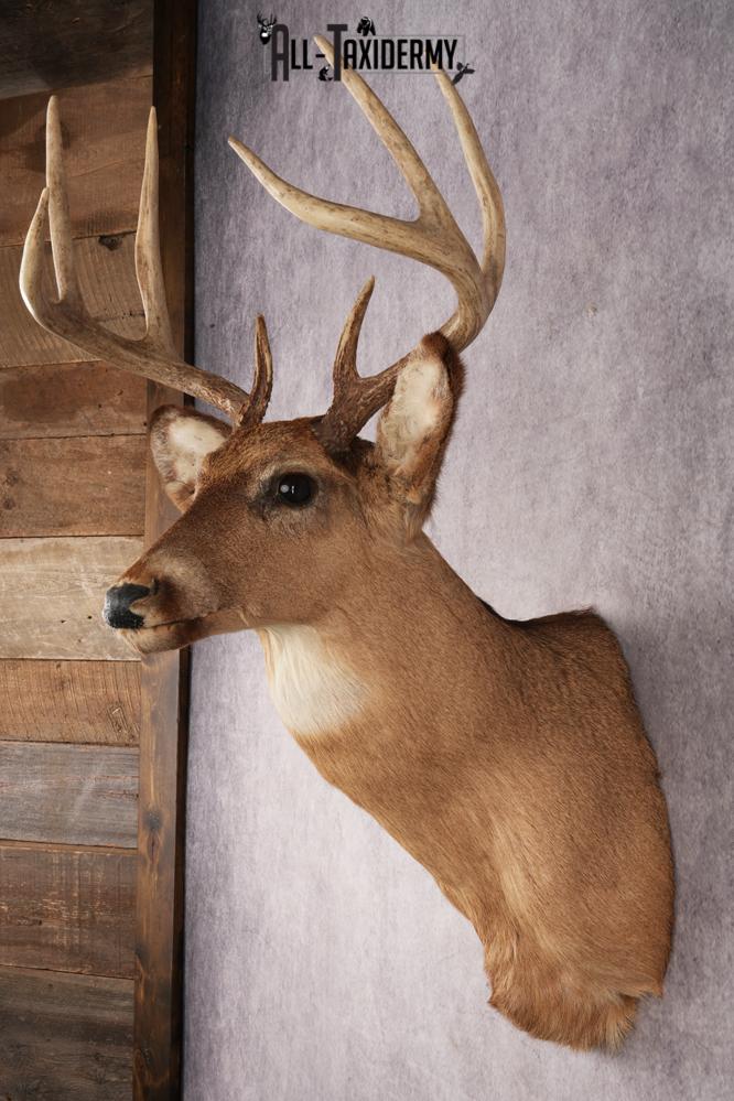 Whitetail Deer SKU 3033 - Image 4