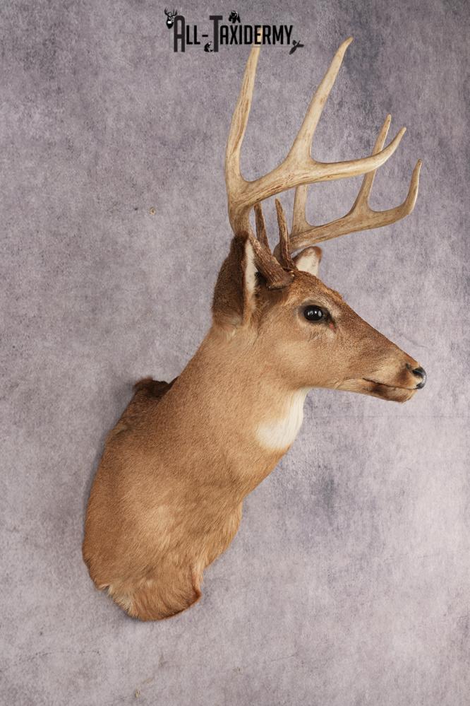 Whitetail Deer SKU 3033 - Image 3