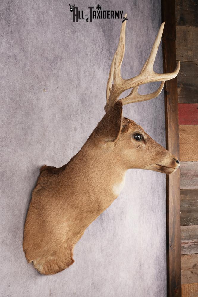 Whitetail Deer SKU 3033 - Image 2