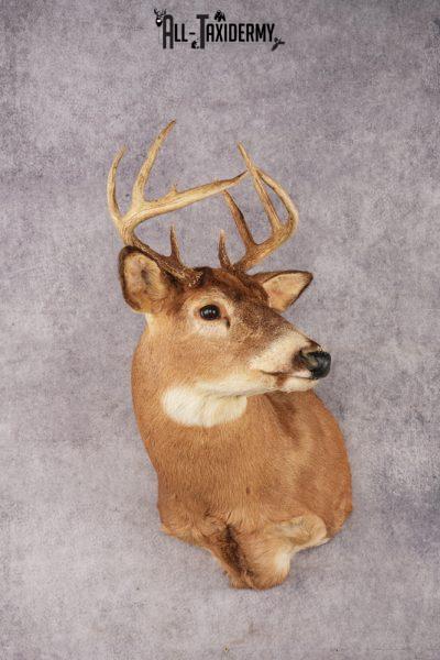 White-Tail Deer SKU 3032