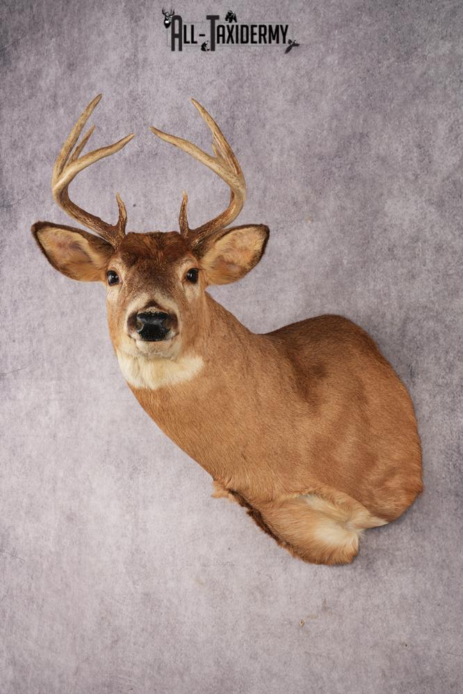 White-Tail Deer SKU 3032 - Image 7