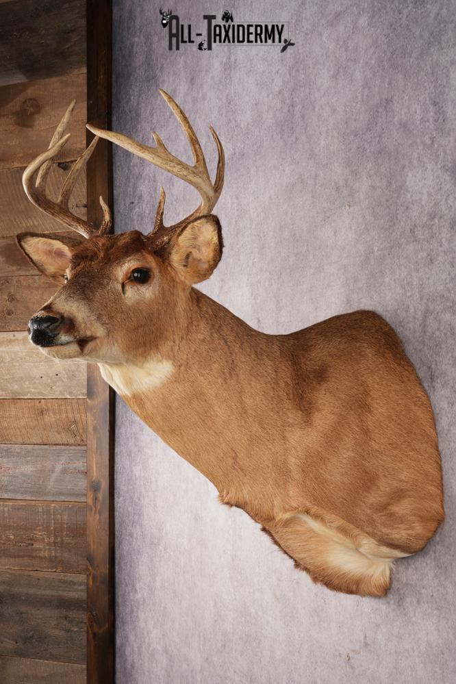 White-Tail Deer SKU 3032 - Image 6