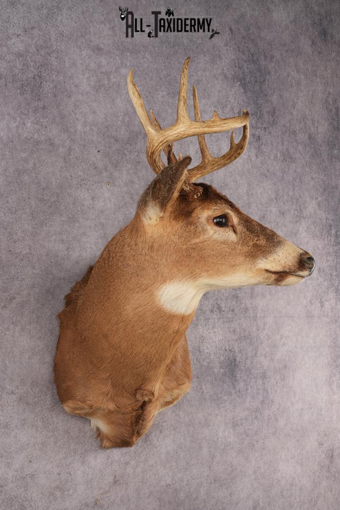 White-Tail Deer SKU 3032 - Image 5