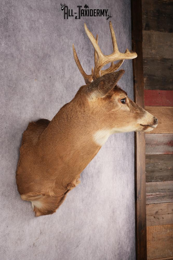 White-Tail Deer SKU 3032 - Image 4