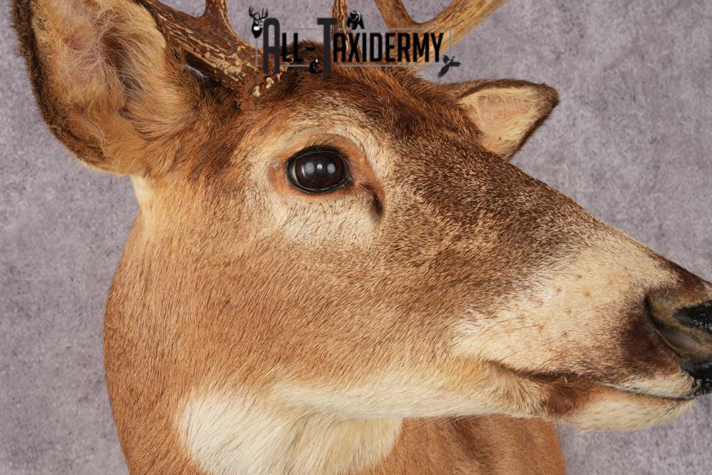 White-Tail Deer SKU 3032 - Image 3