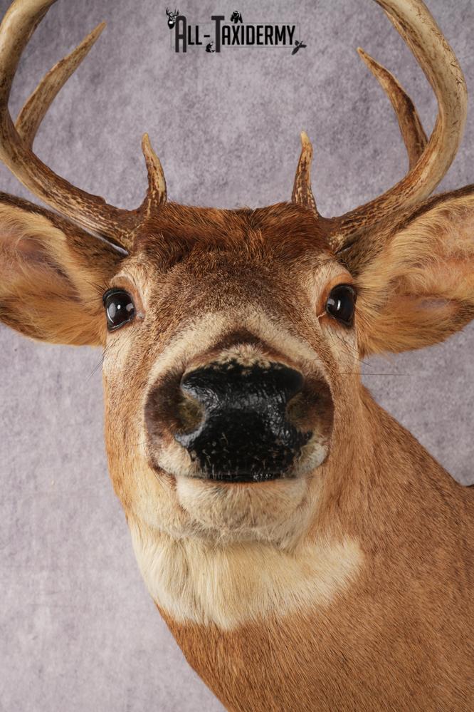 White-Tail Deer SKU 3032 - Image 2