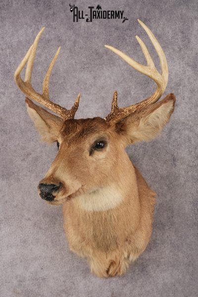 Whitetail Deer SKU 3031