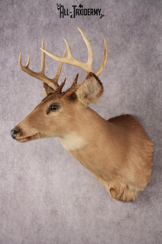 Whitetail Deer SKU 3031 - Image 5