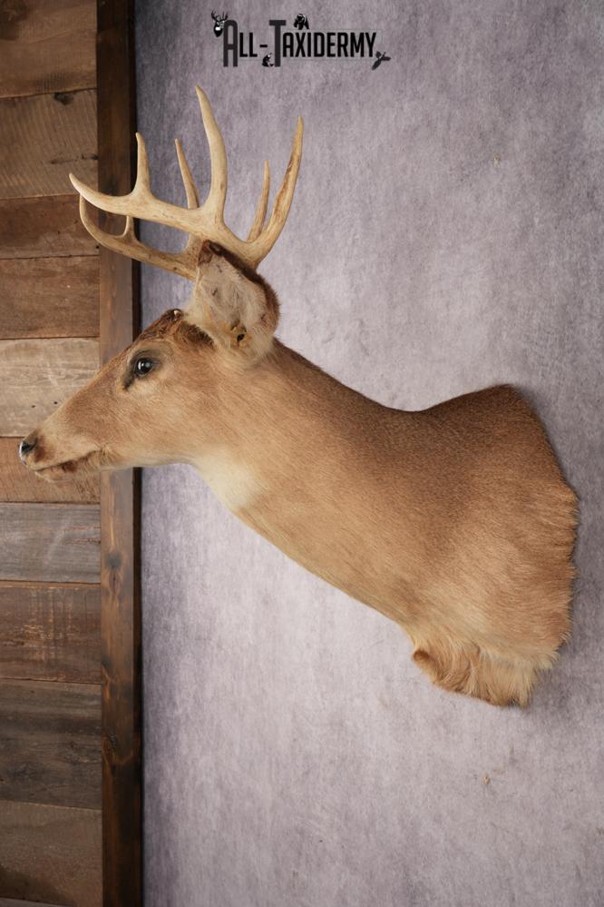 Whitetail Deer SKU 3031 - Image 4