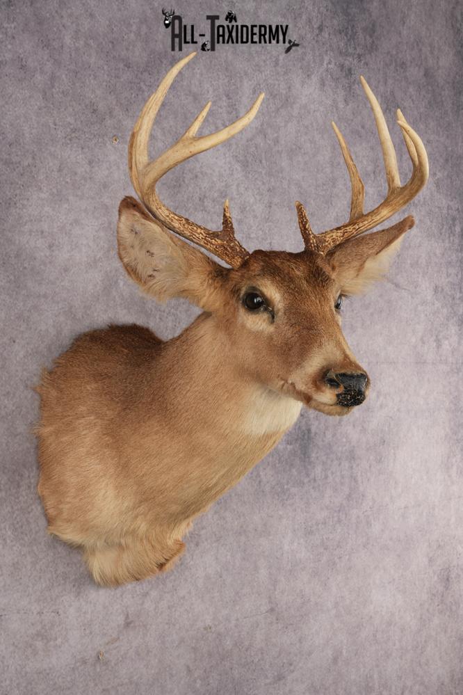 Whitetail Deer SKU 3031 - Image 3