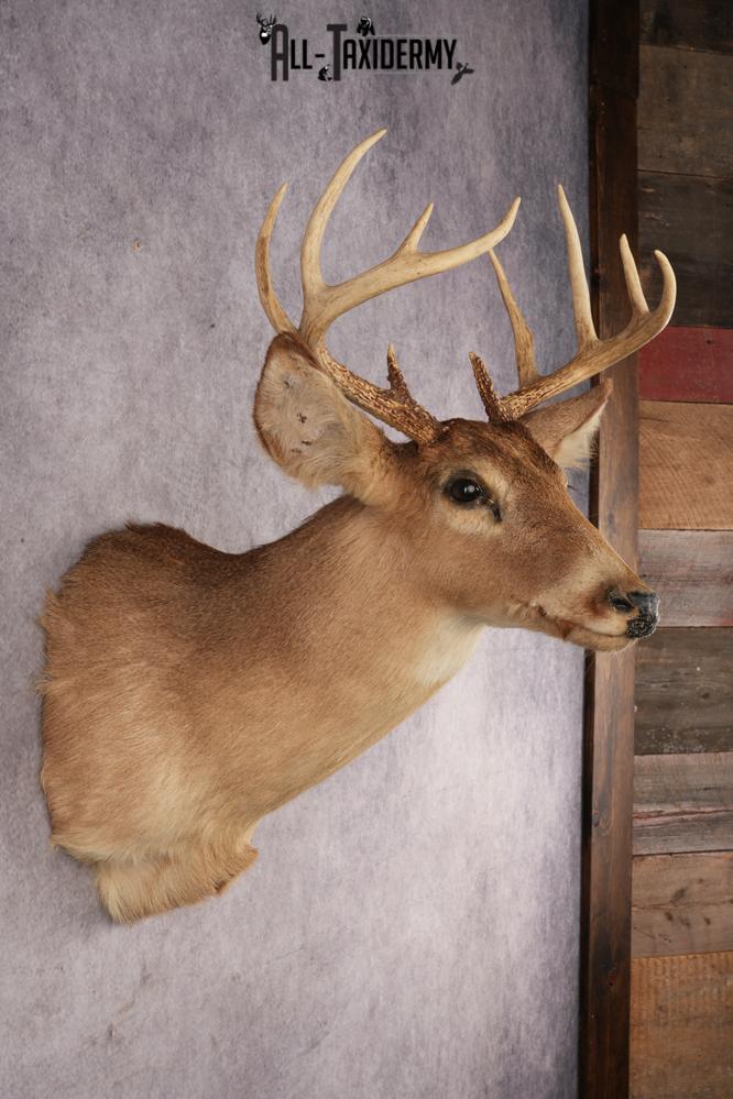 Whitetail Deer SKU 3031 - Image 2