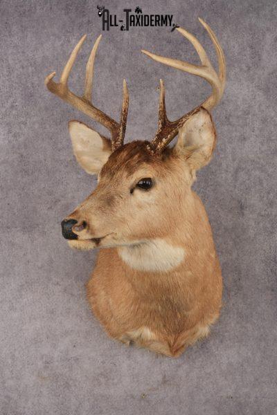 Whitetail Deer SKU 3030