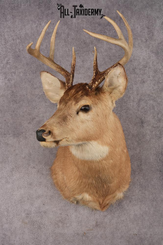 Whitetail Deer SKU 3030
