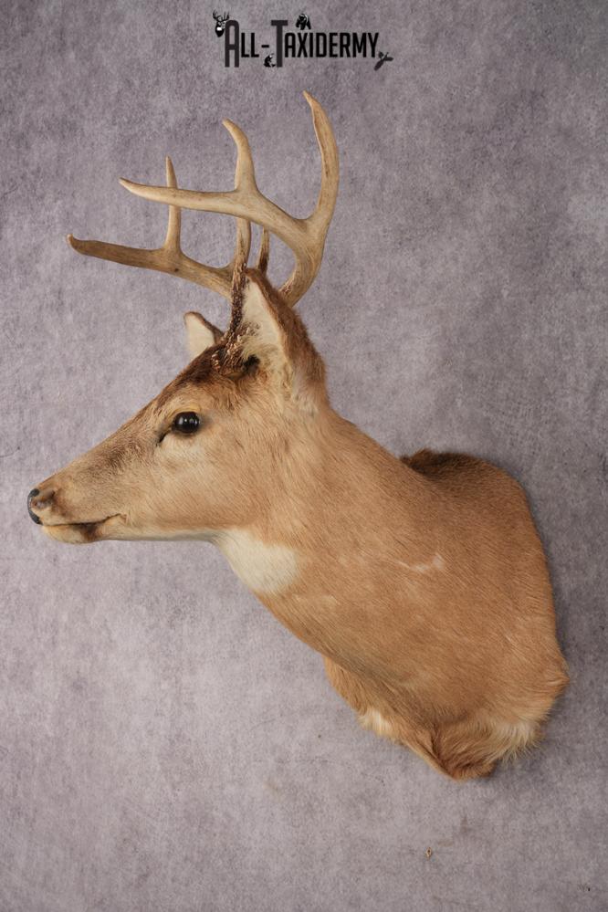 Whitetail Deer SKU 3030 - Image 5