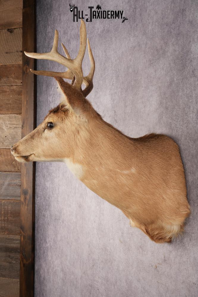 Whitetail Deer SKU 3030 - Image 4