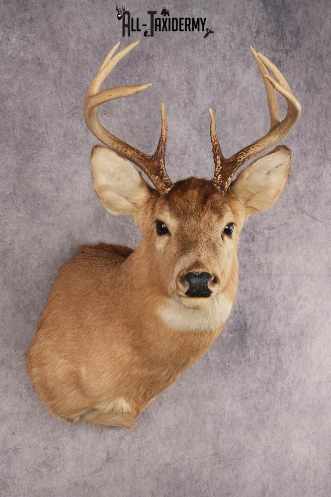 Whitetail Deer SKU 3030 - Image 3