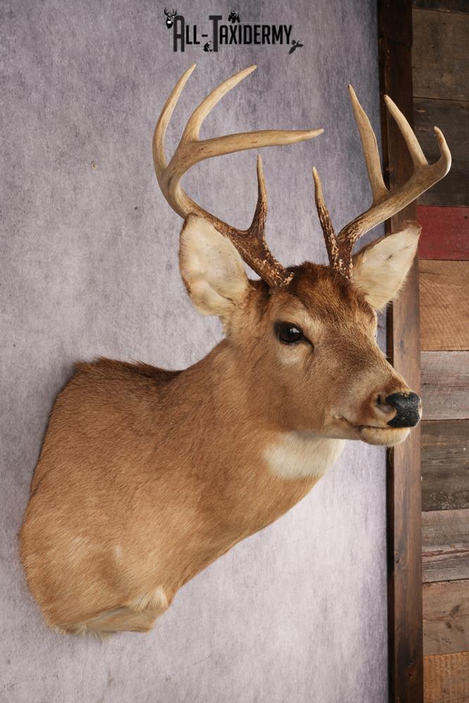 Deer Taxidermy Mount Ideas