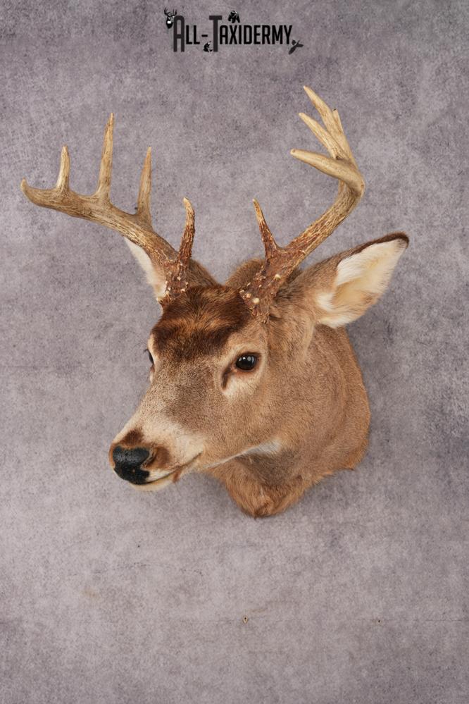 Whitetail Deer SKU 3028