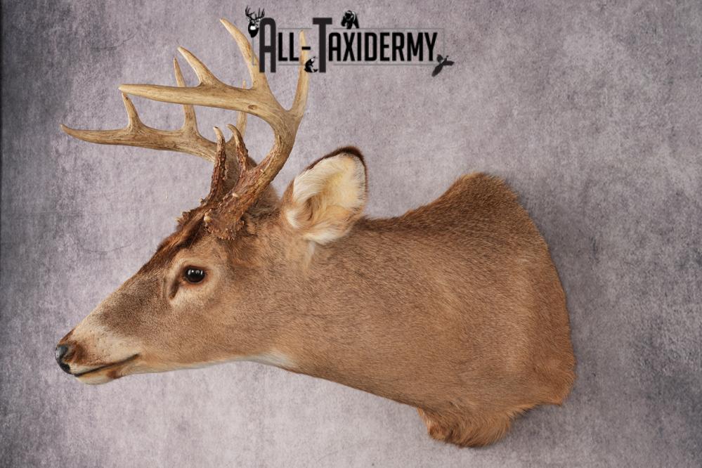 Whitetail Deer SKU 3028 - Image 5