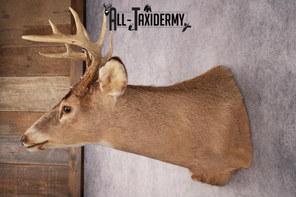 Whitetail Deer SKU 3028 - Image 4