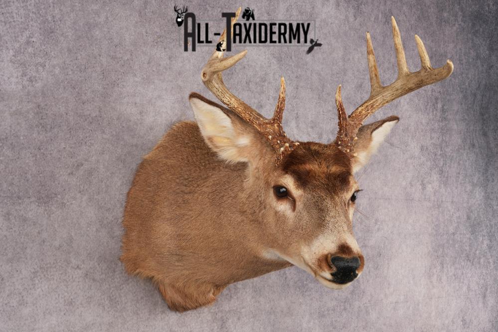 Whitetail Deer SKU 3028 - Image 3