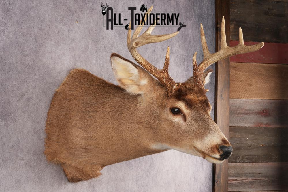 Whitetail Deer SKU 3028 - Image 2