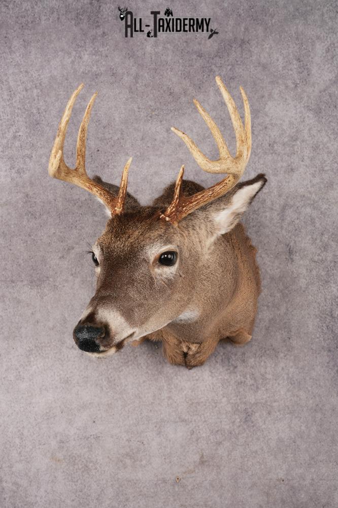 10 Point Whitetail Deer SKU 3027