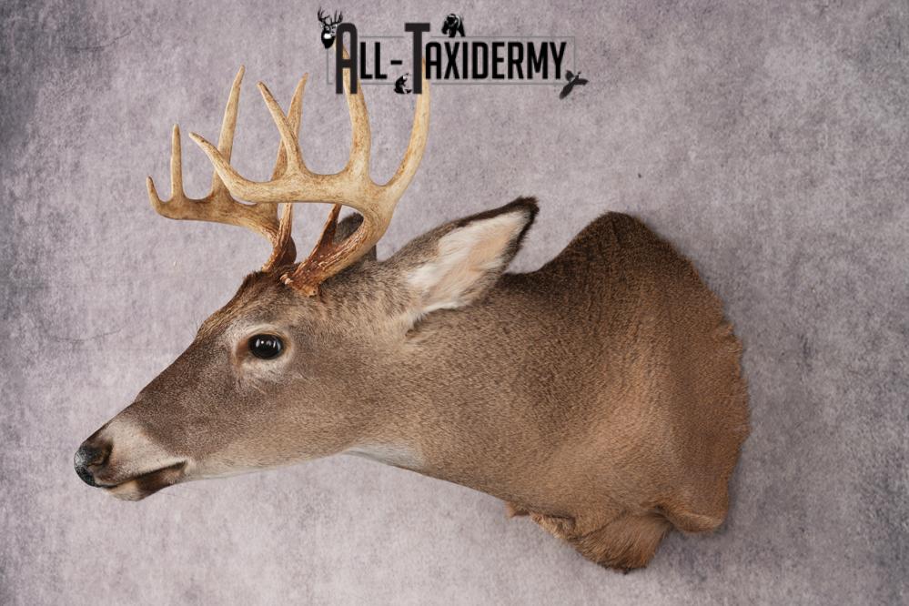 10 Point Whitetail Deer SKU 3027 - Image 8