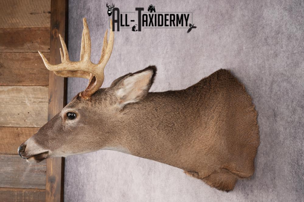 10 Point Whitetail Deer SKU 3027 - Image 7