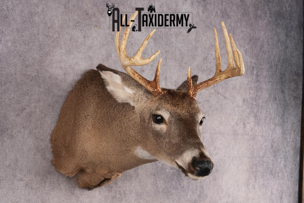 10 Point Whitetail Deer SKU 3027 - Image 6