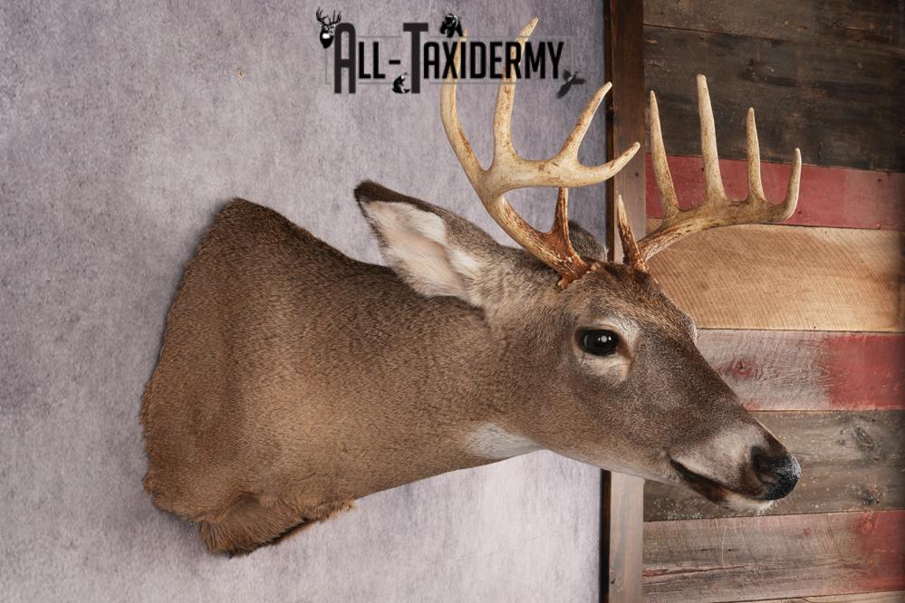 10 Point Whitetail Deer SKU 3027 - Image 5