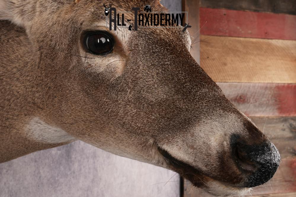 10 Point Whitetail Deer SKU 3027 - Image 4