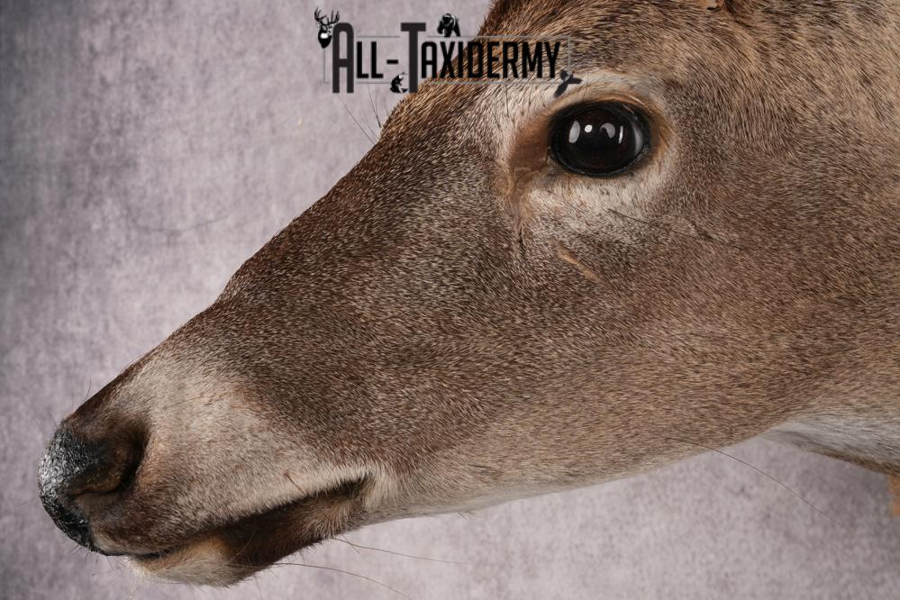 10 Point Whitetail Deer SKU 3027 - Image 3