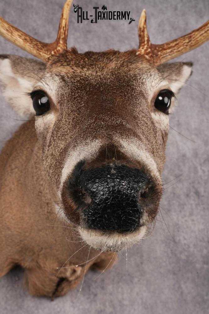 10 Point Whitetail Deer SKU 3027 - Image 2