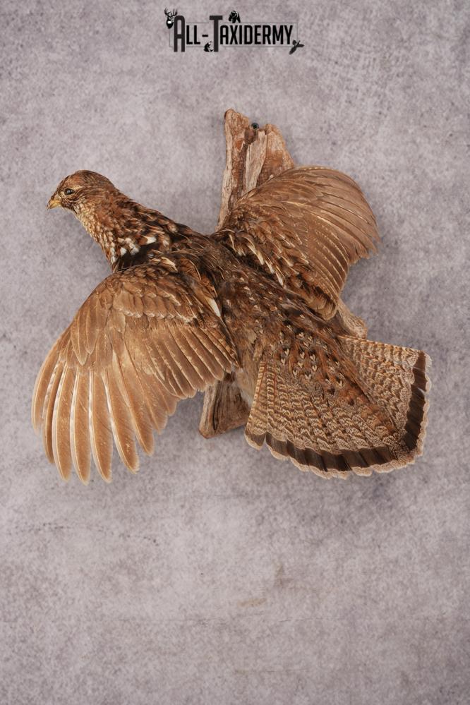 Ruffed Grouse SKU 3023