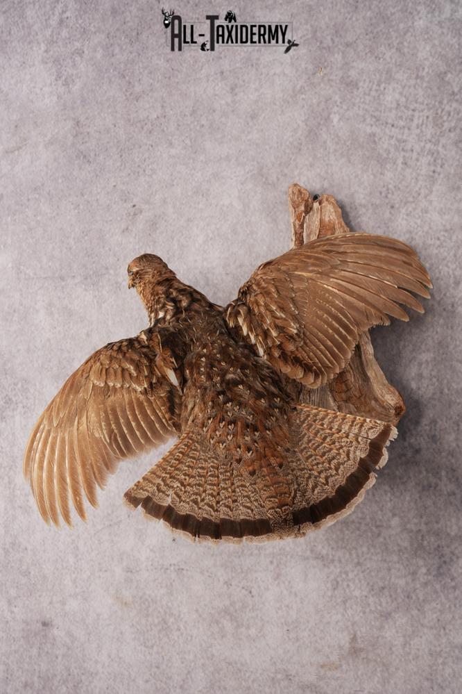 Ruffed Grouse SKU 3023 - Image 6