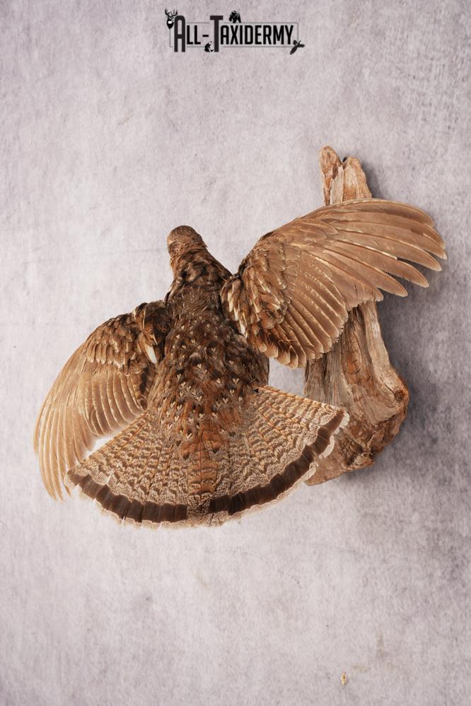 Ruffed Grouse SKU 3023 - Image 5