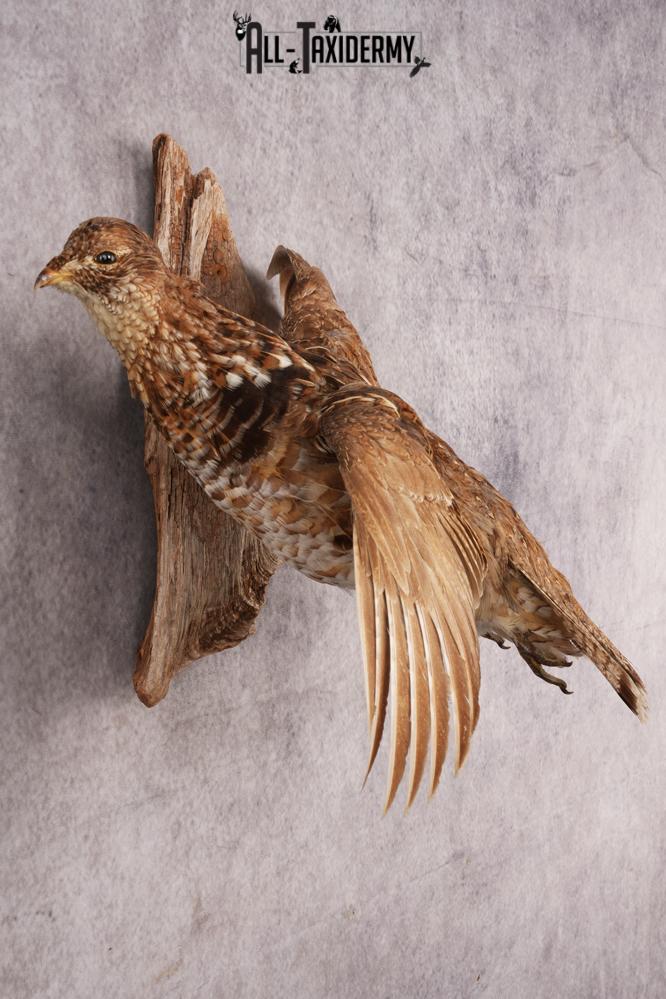Ruffed Grouse SKU 3023 - Image 4