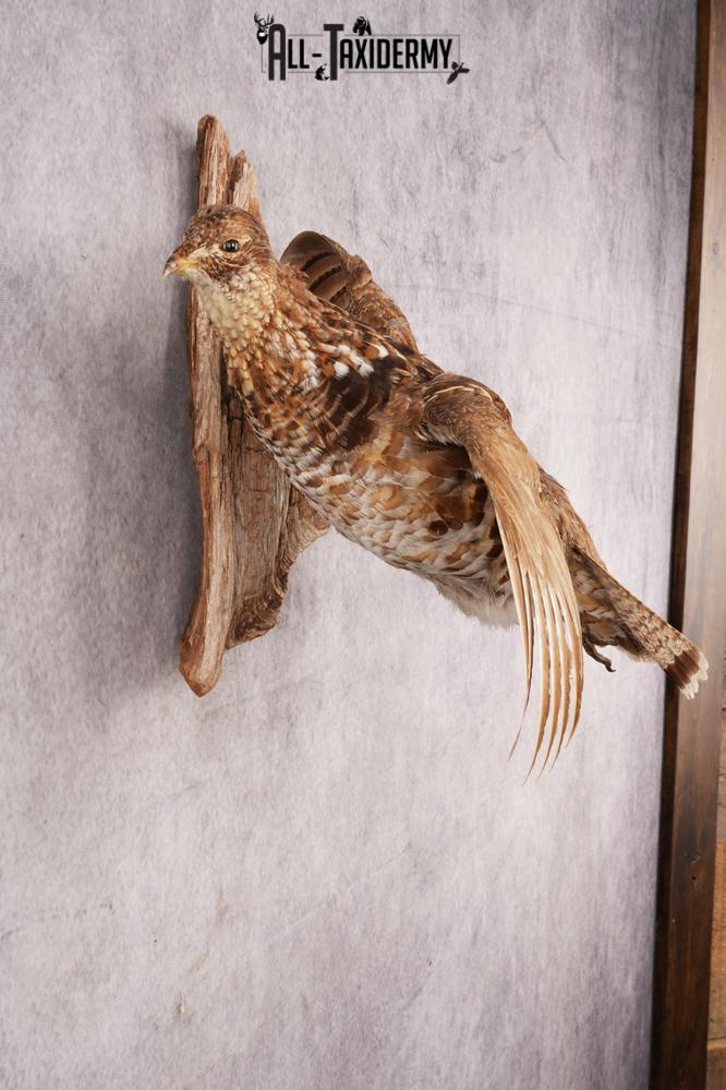Ruffed Grouse SKU 3023 - Image 3