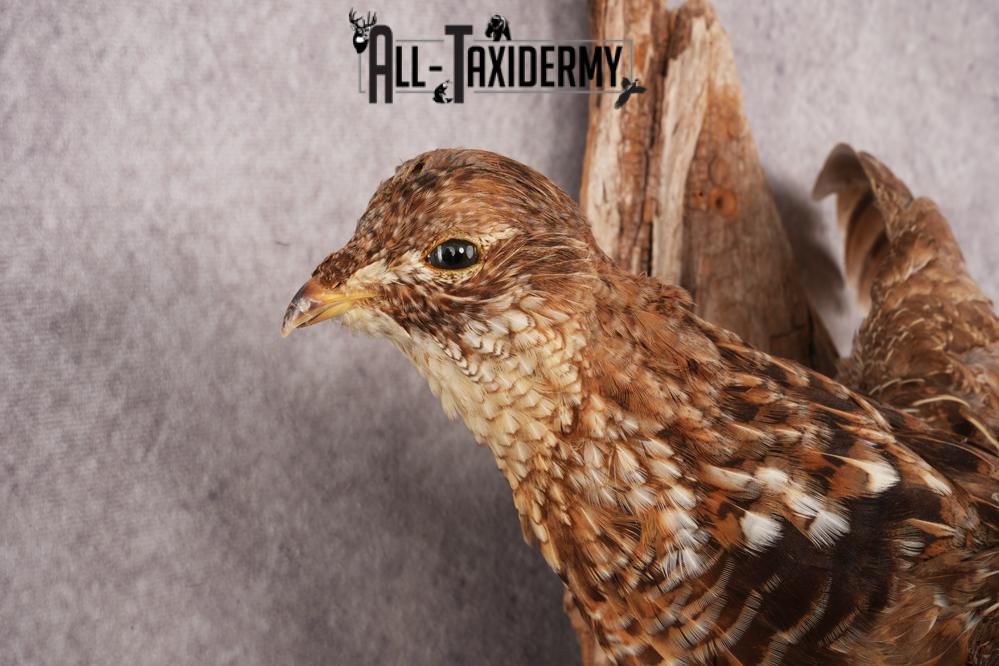 Ruffed Grouse SKU 3023 - Image 2