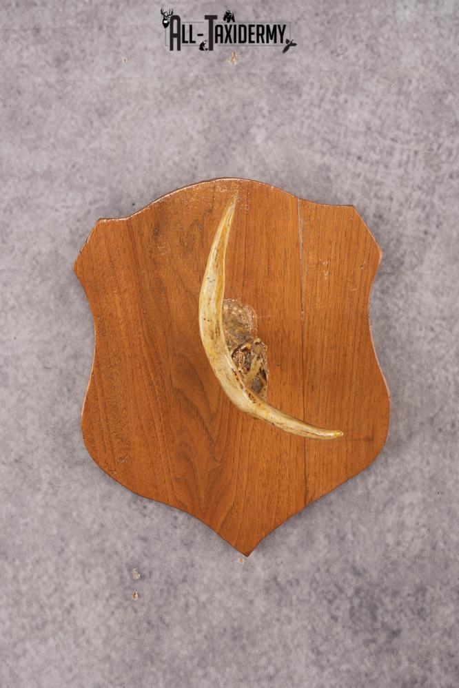 Whitetail Deer Hook Display SKU 3021 - Image 5