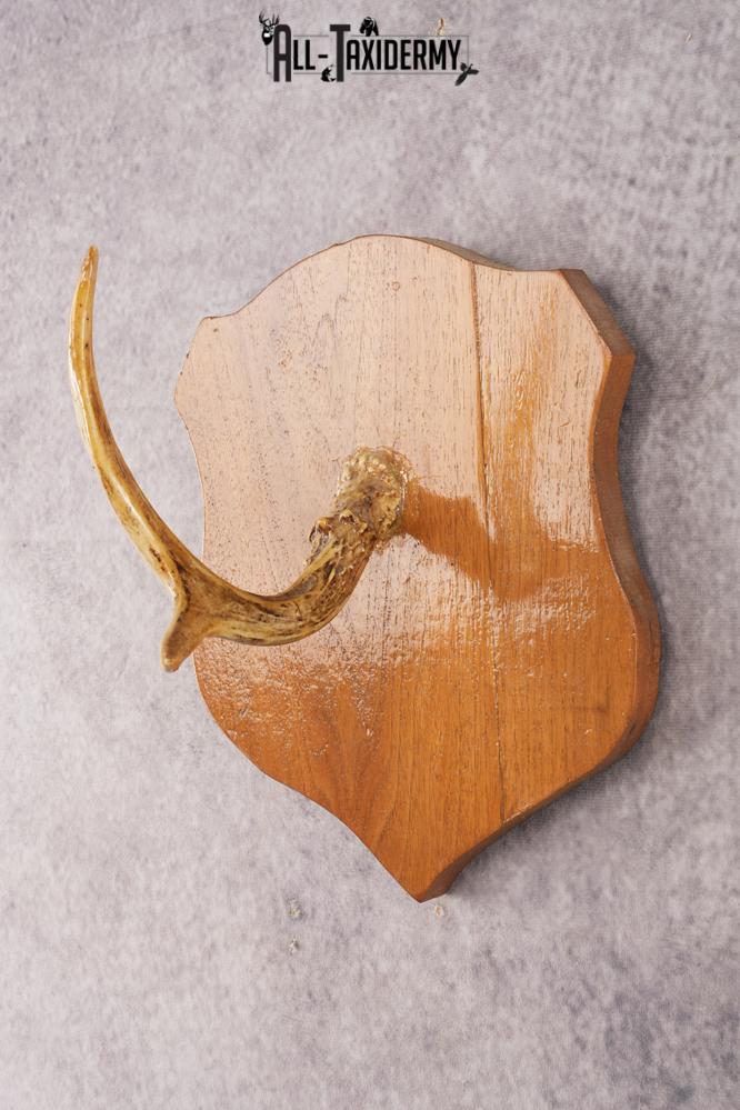 Whitetail Deer Hook Display SKU 3021 - Image 4