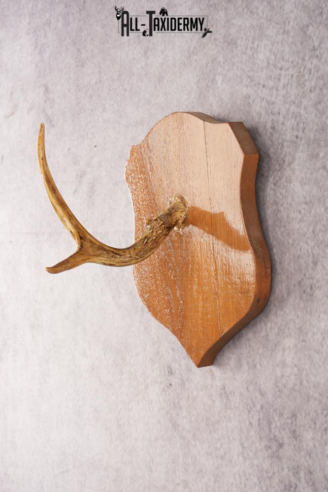 Whitetail Deer Hook Display SKU 3021 - Image 3