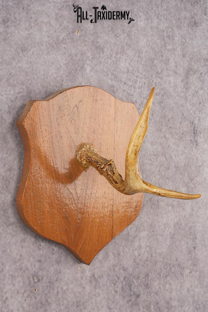 Whitetail Deer Hook Display SKU 3021 - Image 2