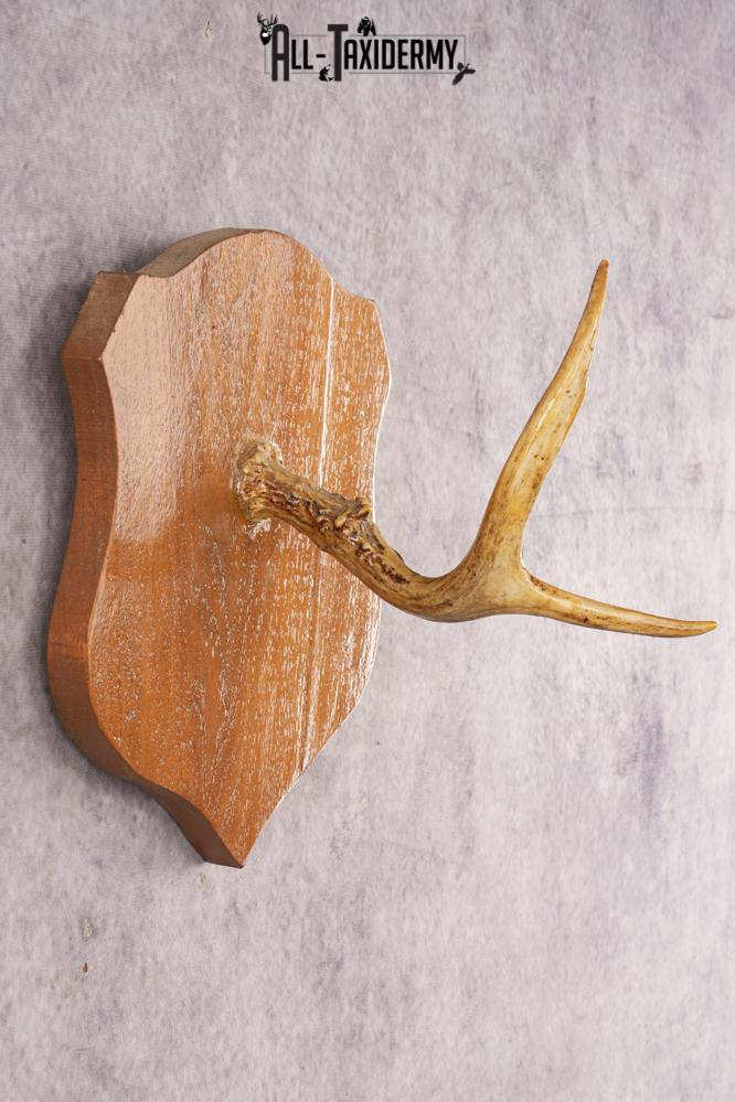 Whitetail Deer Hook Display SKU 3021