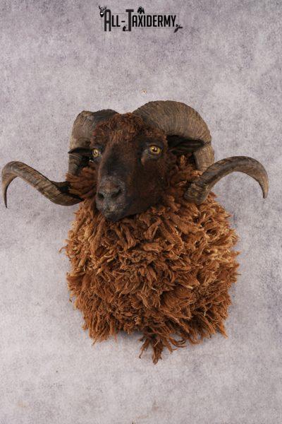 Arapawa Sheep SKU 3036