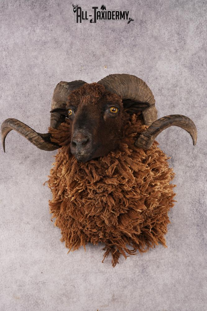 Arapawa Sheep SKU 3036