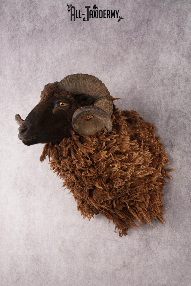 Arapawa Sheep SKU 3036 - Image 8