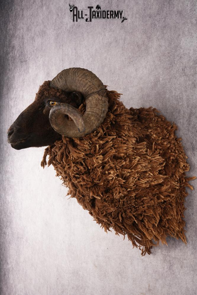 Arapawa Sheep SKU 3036 - Image 7