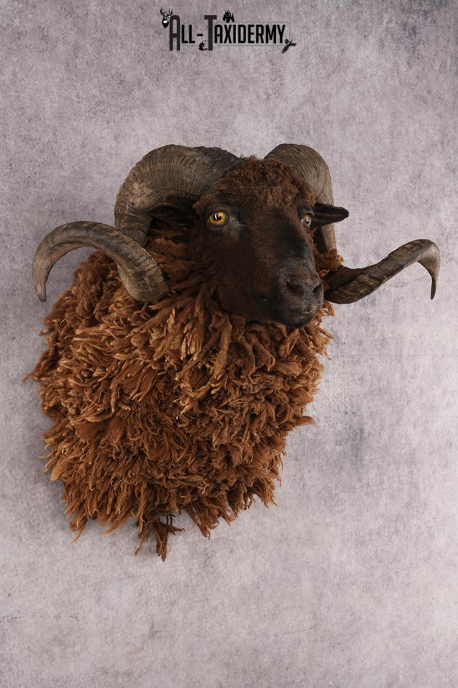 Arapawa Sheep SKU 3036 - Image 6